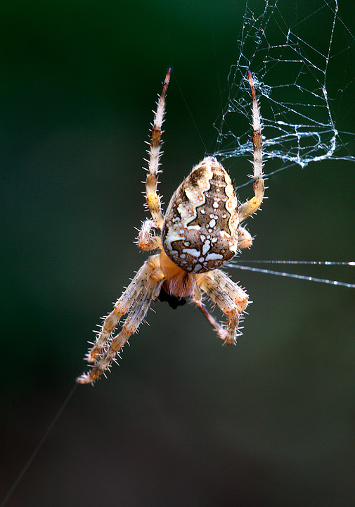 Araneus sp.